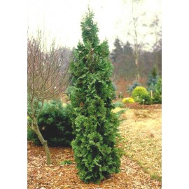 Туя Спиралис 